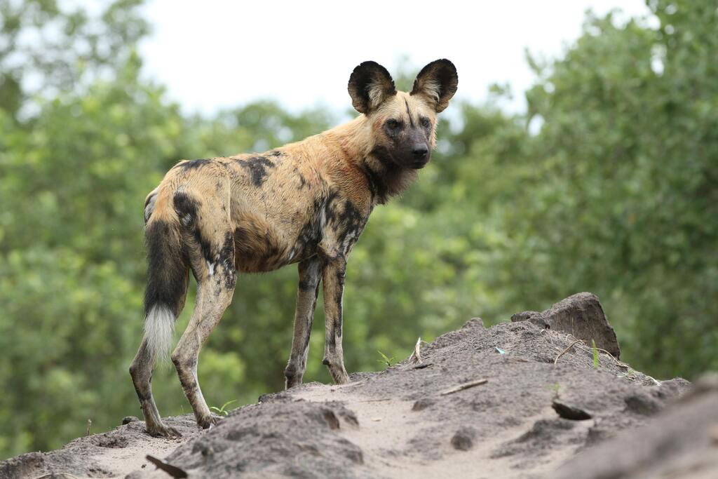 Hyena holding watch on a rock, at Mole National Park
